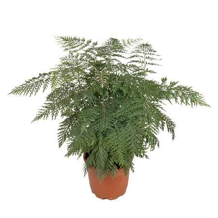 Silver Oak, Grevillea Seed - Packet image number null